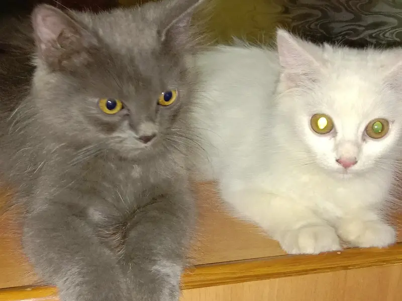 Persian cats.Chirag Pet Shop., photo 2
