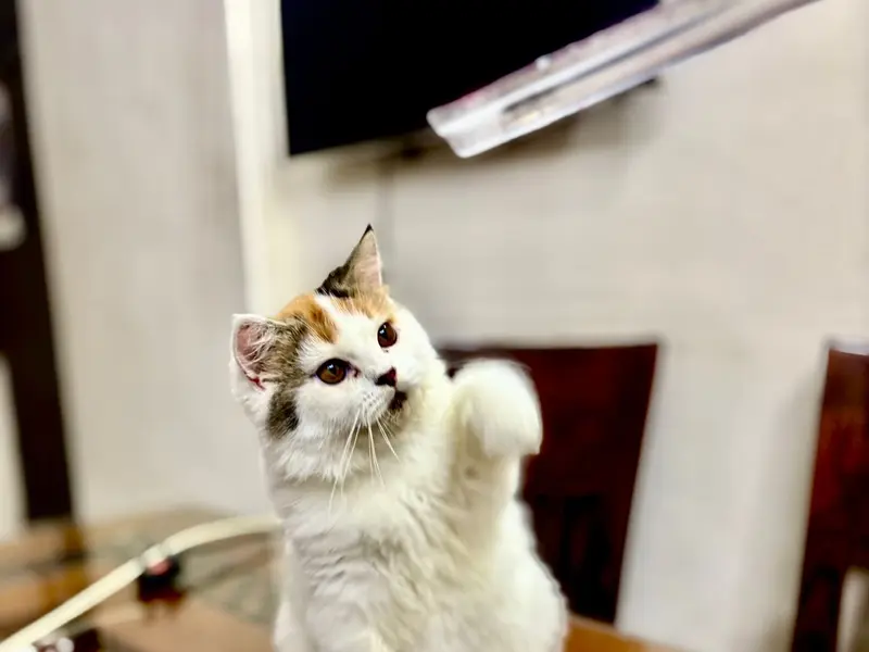 Persian cats.Chirag Pet Shop., photo 3