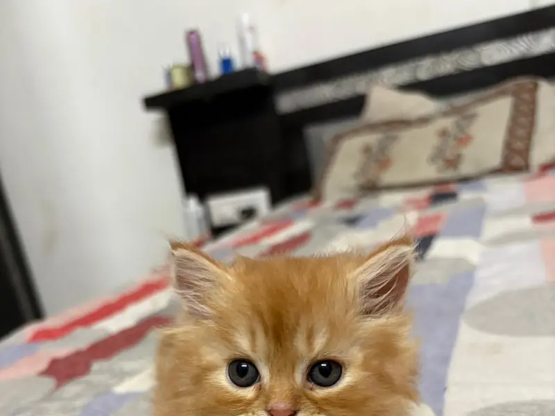 Persian cats.Chirag Pet Shop., photo 4