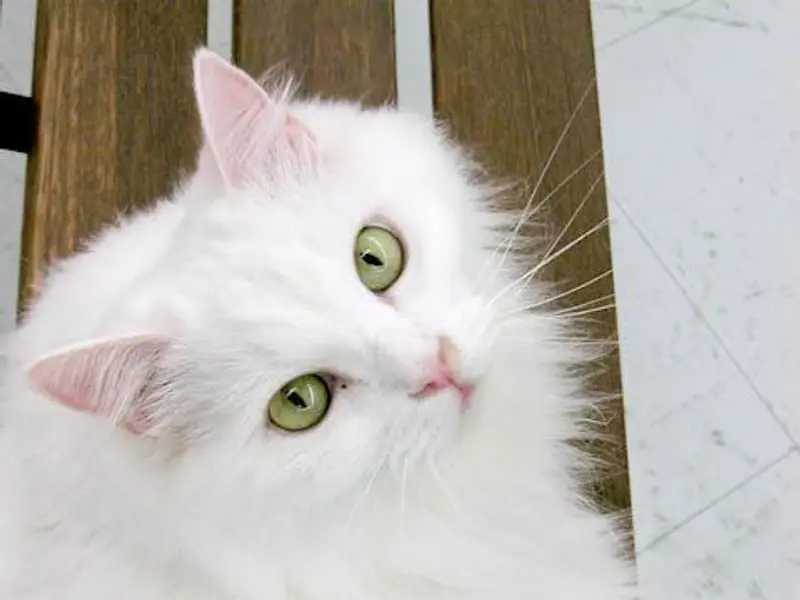 Persian cats.Chirag Pet Shop., photo 5