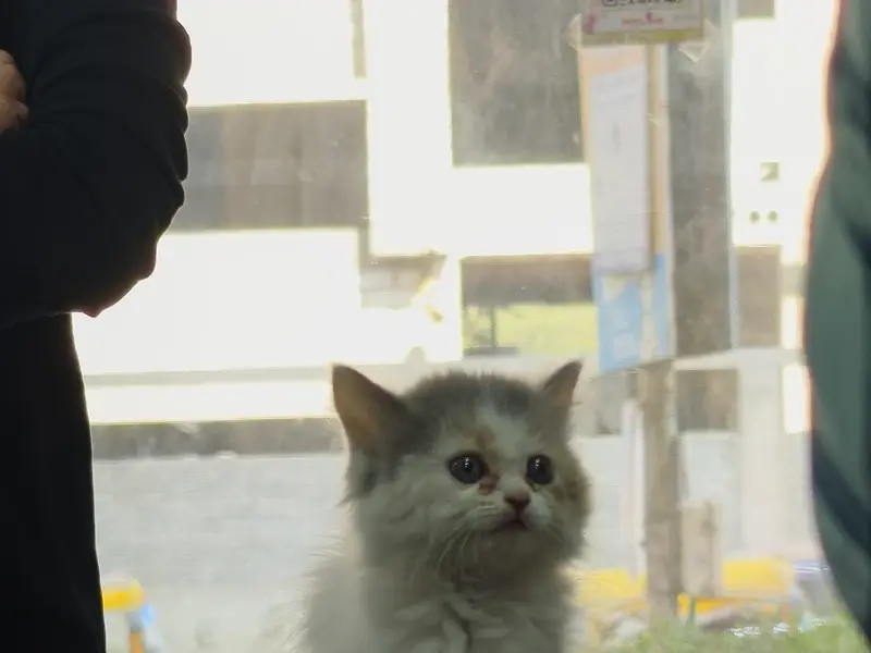 PetClans Veterinary Clinic, photo 5