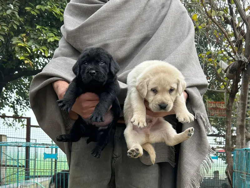 CROWN PETS | DOG TRAINING | DOG BOARDING | DOG WALKER |, photo 2