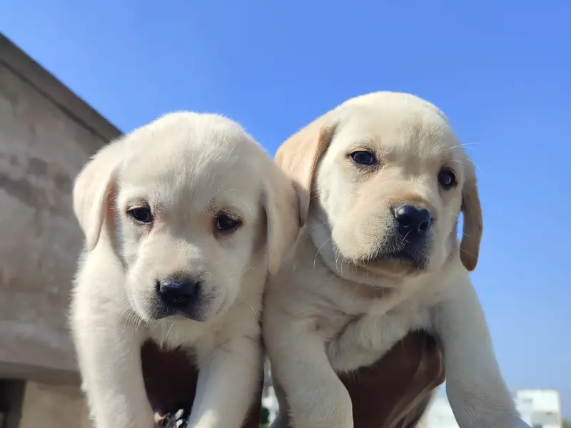 CROWN PETS | DOG TRAINING | DOG BOARDING | DOG WALKER |, photo 3