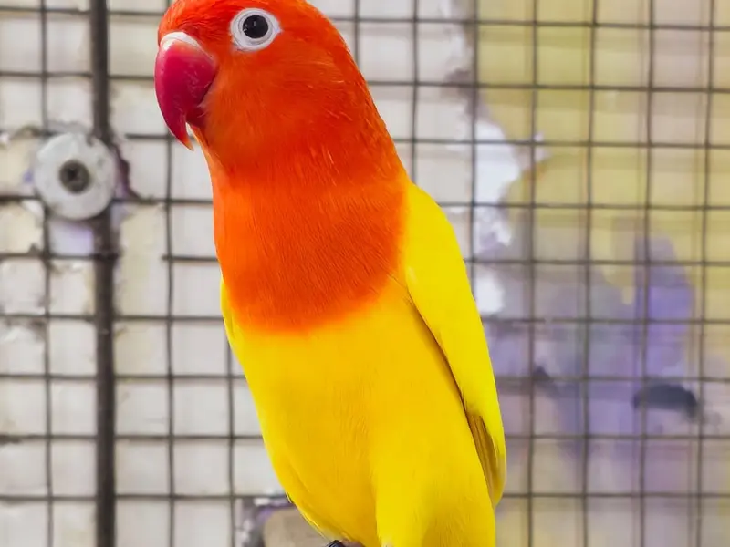 Fuzel Birds Zone, photo 2