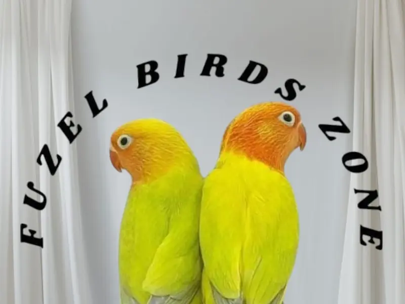 Fuzel Birds Zone, photo 3