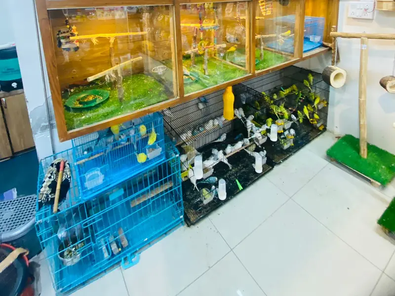 𝗚𝘂𝗹𝗶 𝗚𝘂𝗹𝗶 𝗣𝗲𝘁 𝗦𝗵𝗼𝗽 || Best Pet Shop, Pet Food Shop, photo 2