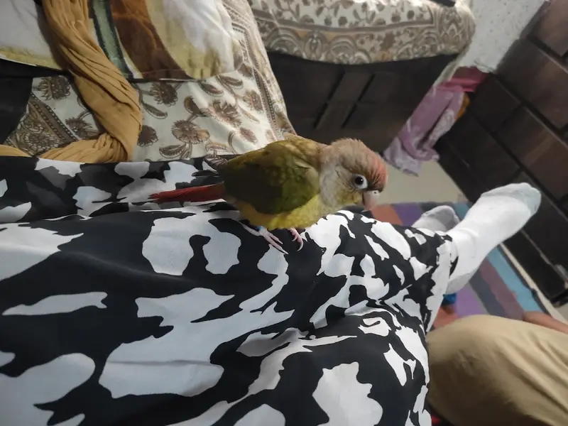 𝗚𝘂𝗹𝗶 𝗚𝘂𝗹𝗶 𝗣𝗲𝘁 𝗦𝗵𝗼𝗽 || Best Pet Shop, Pet Food Shop, photo 5