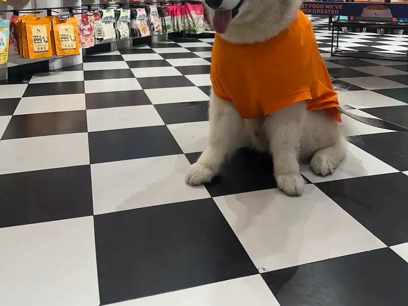 Heads Up For Tails Pet Store & Spa - Maninagar, Ahmedabad, photo 2