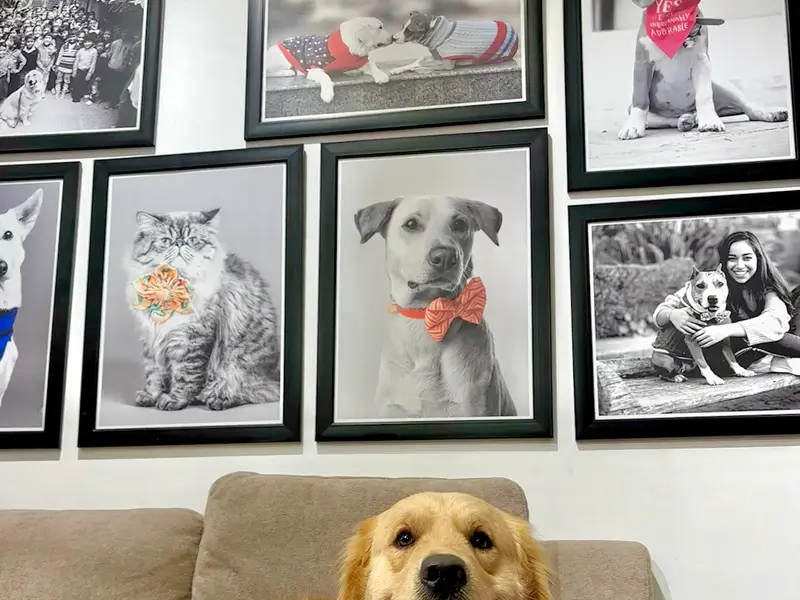 Heads Up For Tails Pet Store & Spa - Maninagar, Ahmedabad, photo 3