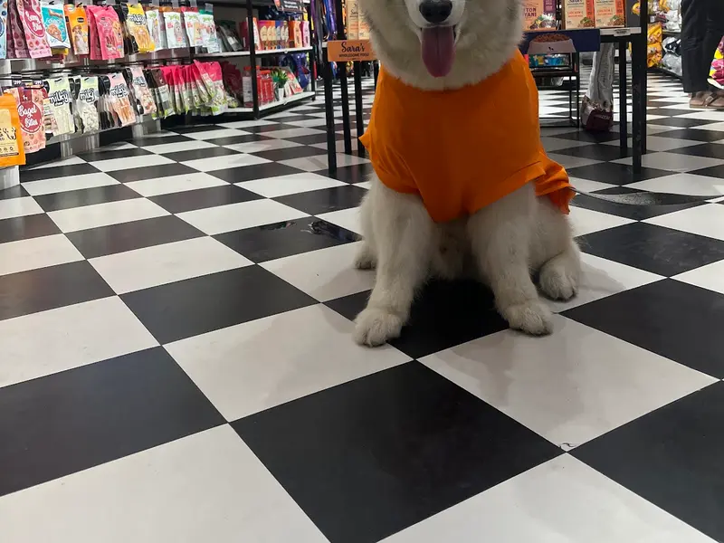 Heads Up For Tails Pet Store & Spa - Maninagar, Ahmedabad, photo 5