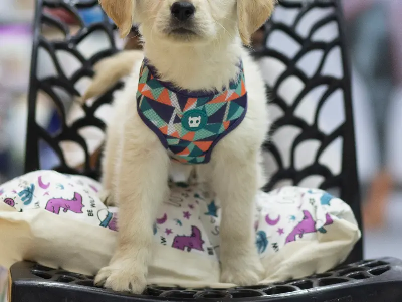 JUSTDOGS | Maninagar, Ahmedabad - Pet Store & Spa, photo 4