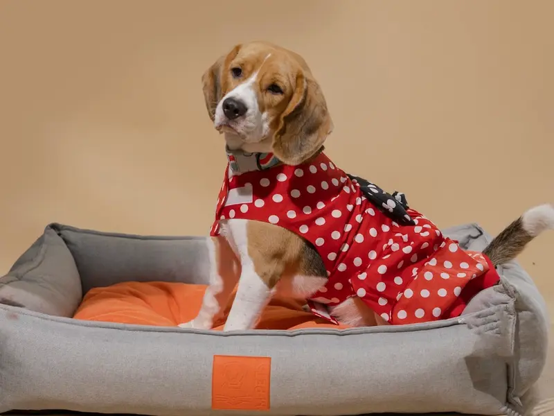 JUSTDOGS | Maninagar, Ahmedabad - Pet Store & Spa, photo 5