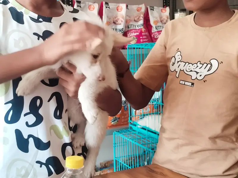 Neha Pet Mart & Dog Spa, photo 4