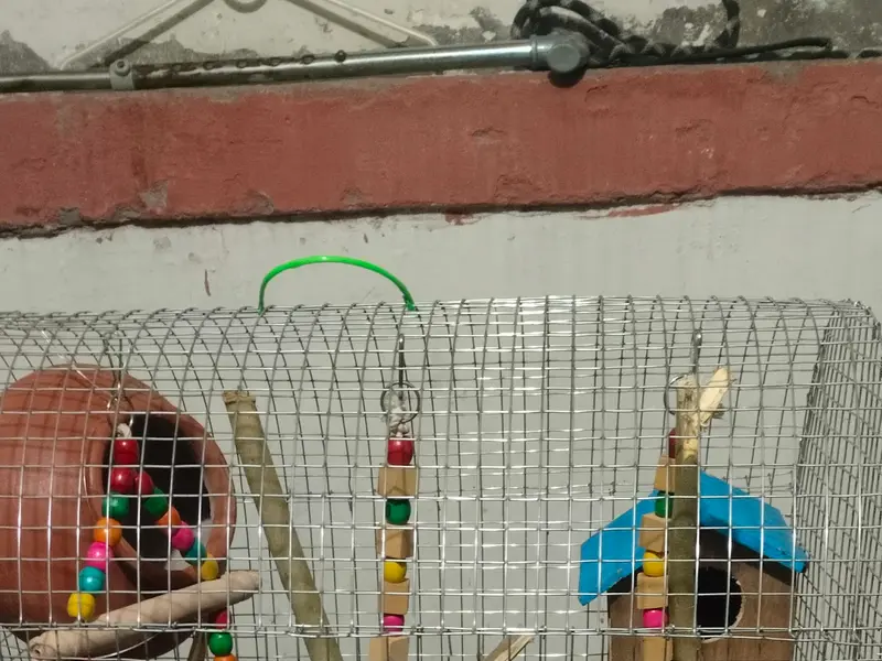 Neha Pet Mart & Dog Spa, photo 5