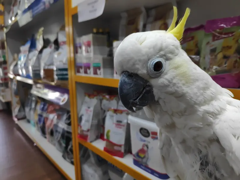 Bird View Pet Hub, photo 2