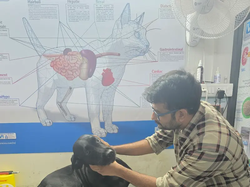 FUR N PAWS CLINIC, photo 2
