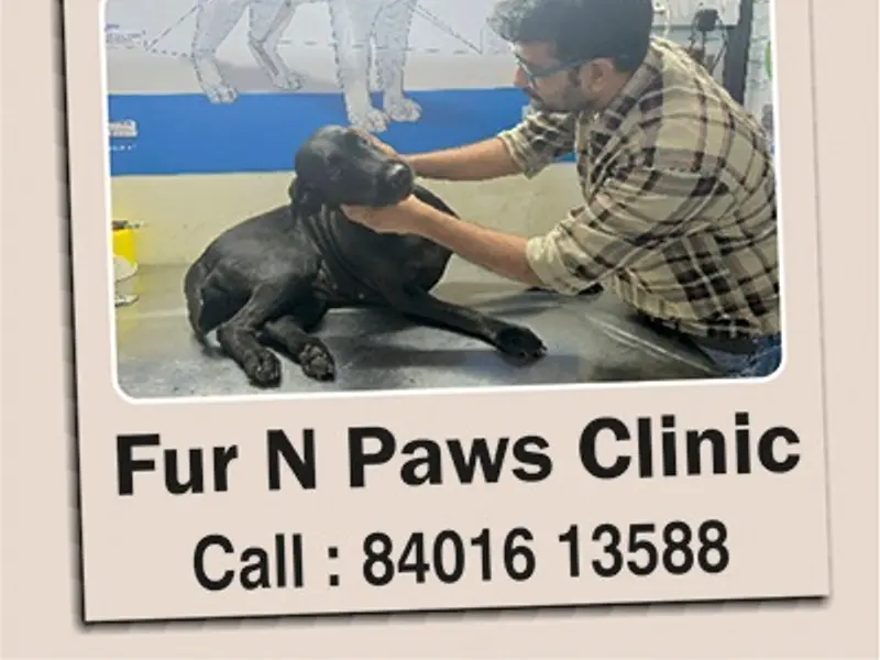 FUR N PAWS CLINIC, photo 3
