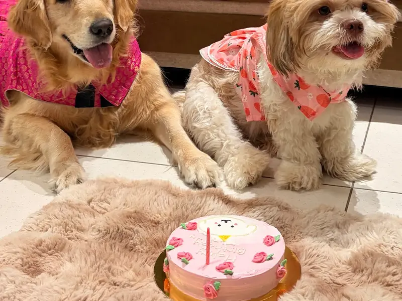 Heads Up For Tails Pet Store & Spa -Motera, Ahmedabad, photo 4