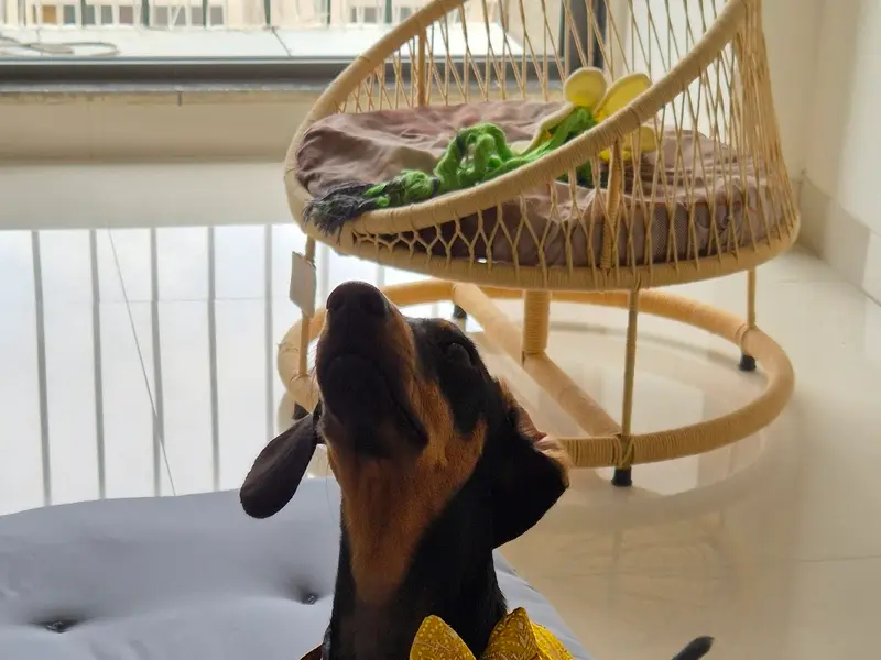 Heads Up For Tails Pet Store & Spa -Motera, Ahmedabad, photo 5