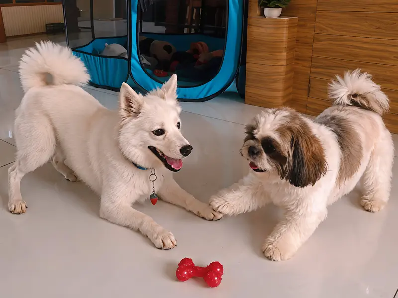 PUP 'N' PLAY PET CARE, photo 2