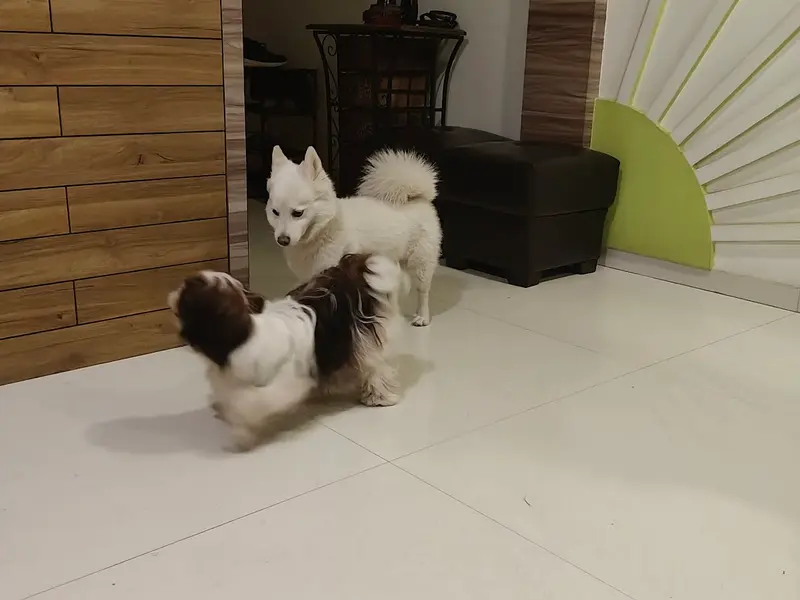 PUP 'N' PLAY PET CARE, photo 3