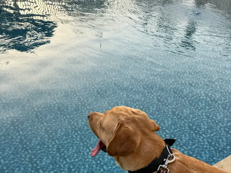 Doggy Hotel, photo 3