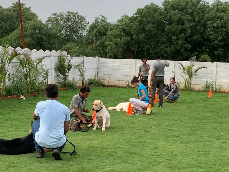 Doggy Hotel, photo 4
