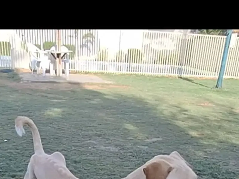 Doggy Hotel, photo 5