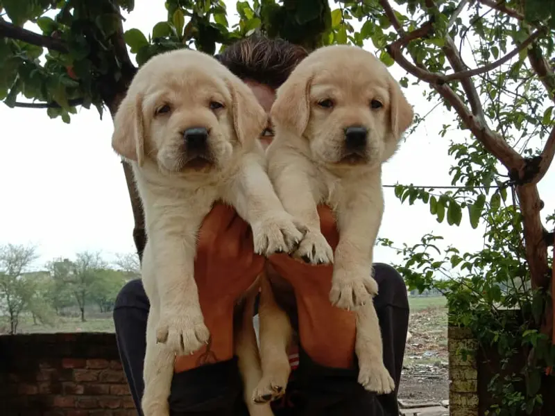 Champ Dog kennel, photo 3