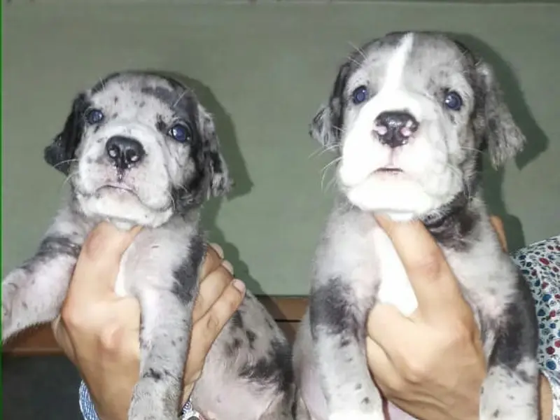 Champ Dog kennel, photo 5