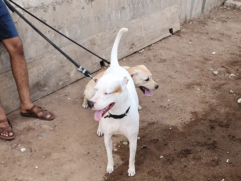 SARMEY: PET CLINIC & PET SHOP, photo 5