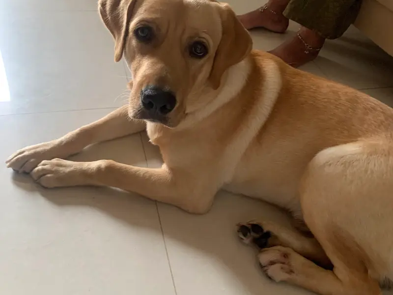 Shopie kennel || Dog trainer, photo 2
