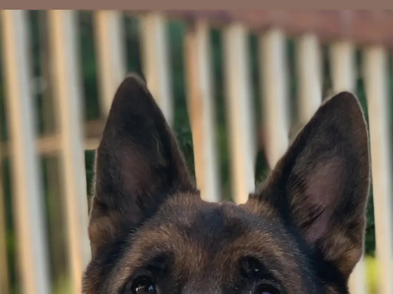 Shopie kennel || Dog trainer, photo 3