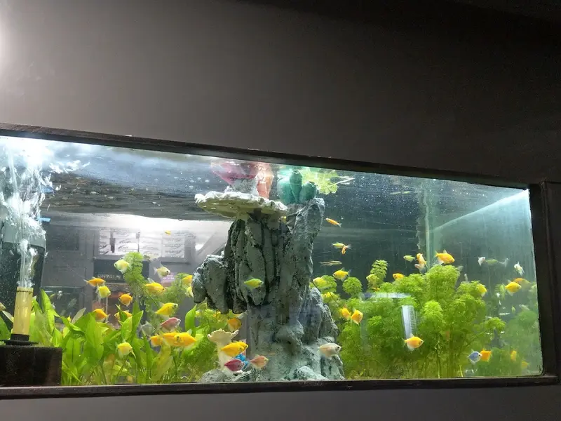 AQUA STUDIO the world of aquariums, photo 3