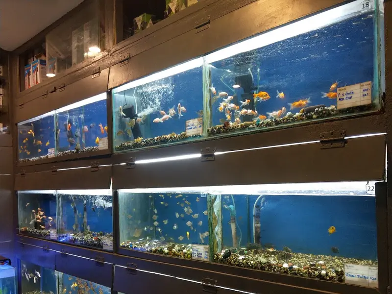 AQUA STUDIO the world of aquariums, photo 5