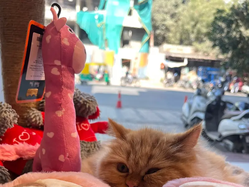 Heads Up For Tails Pet Store & Spa - 3rd Eye Three, Ahmedabad, photo 3