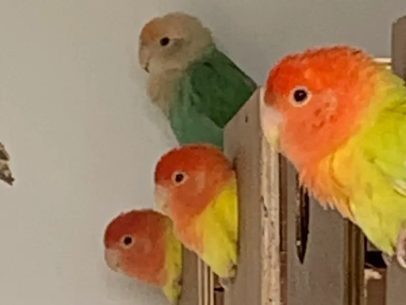 Reagan's Exotic Pets, photo 2