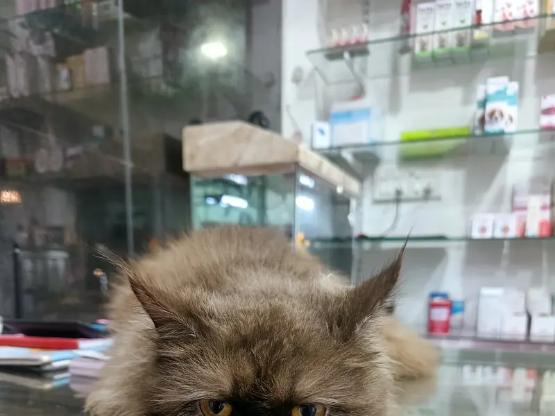 Mercy Pet Clinic, photo 4
