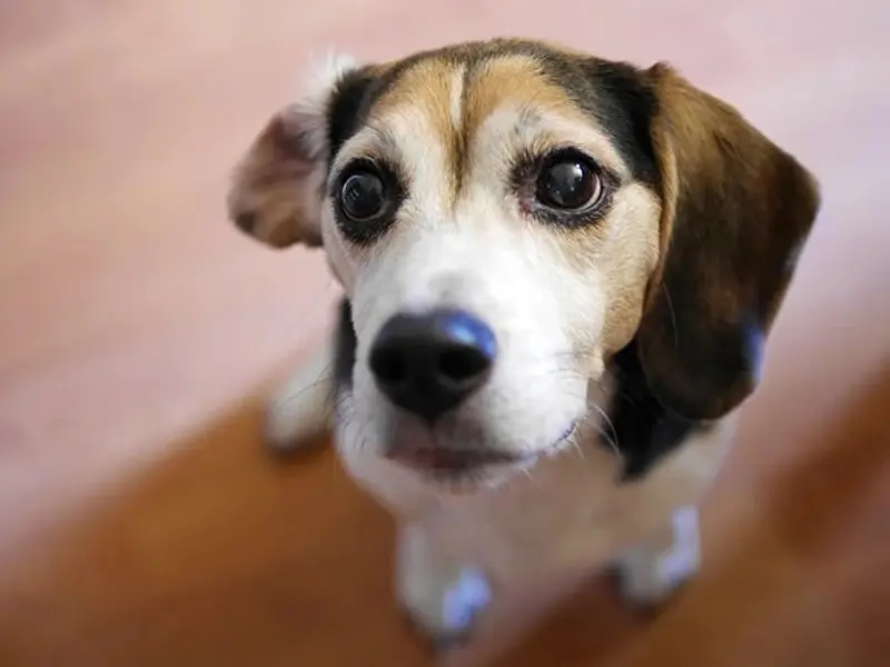 Palak Pet Clinic - Animal Clinic | Veterinary Hospital | Pet Surgery & Care | Trusted Dog Doctor in Ahmedabad, photo 2