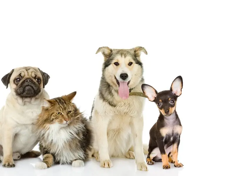 Palak Pet Clinic - Animal Clinic | Veterinary Hospital | Pet Surgery & Care | Trusted Dog Doctor in Ahmedabad, photo 3