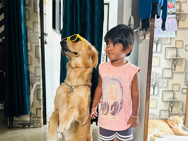 Yash Dog Training School, photo 3