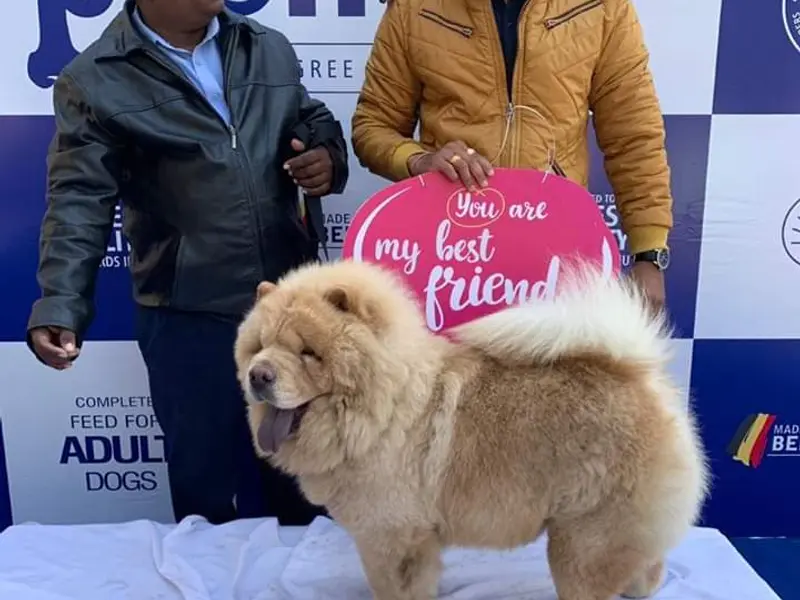 Yash Dog Training School, photo 4