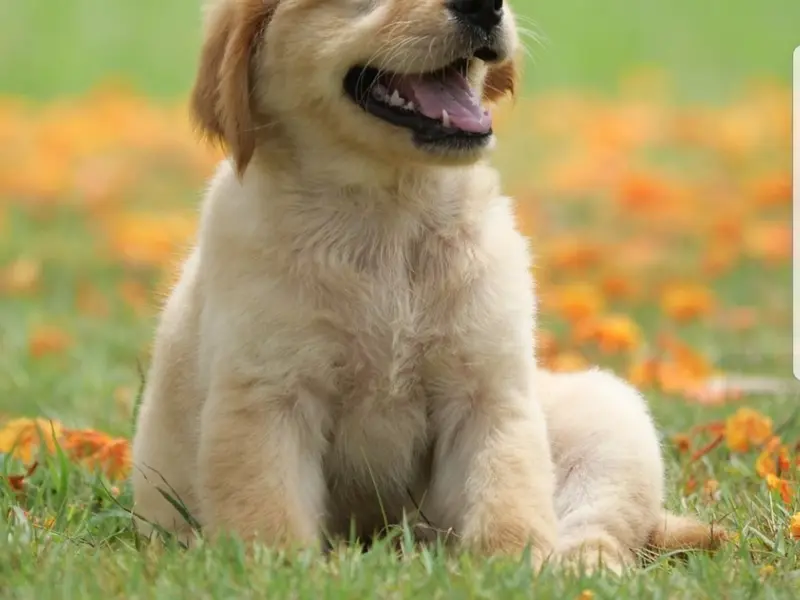 BIBA PET ZONE, photo 4