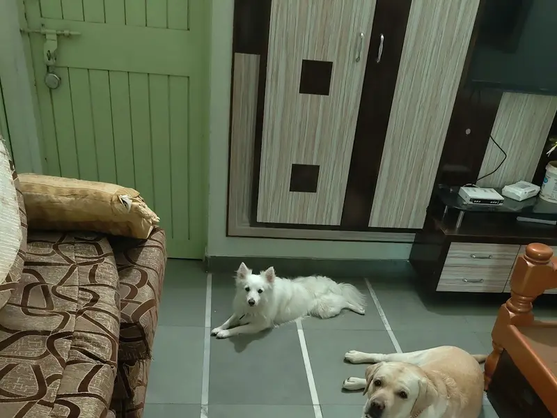 The Pet's Nanny Homestay, photo 2