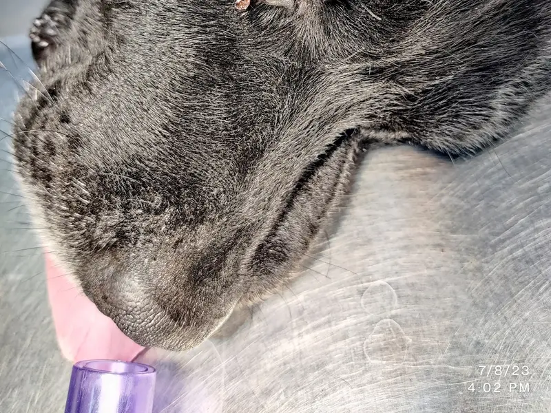 AVS Veterinary Hospital, photo 4