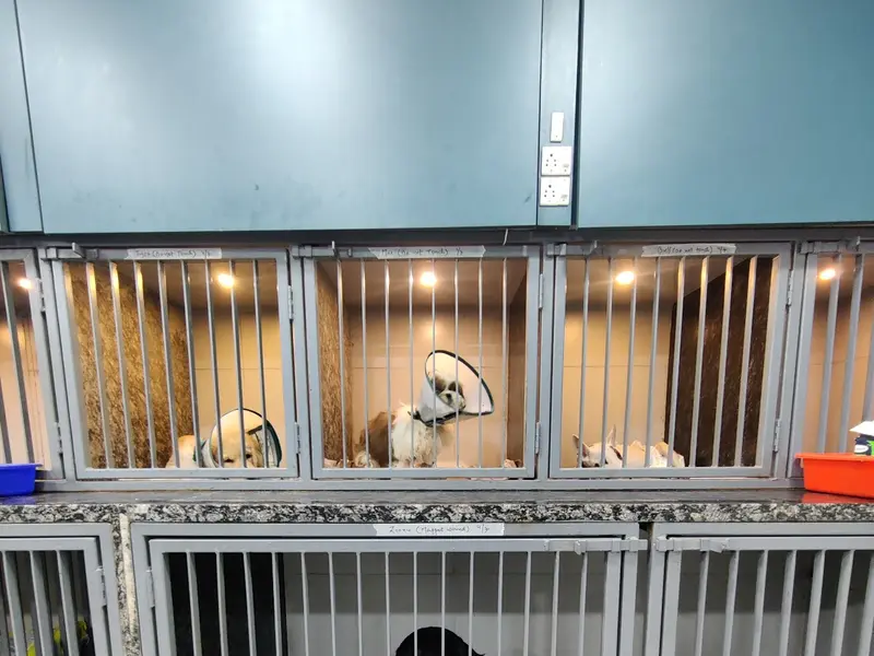 AVS Veterinary Hospital, photo 5