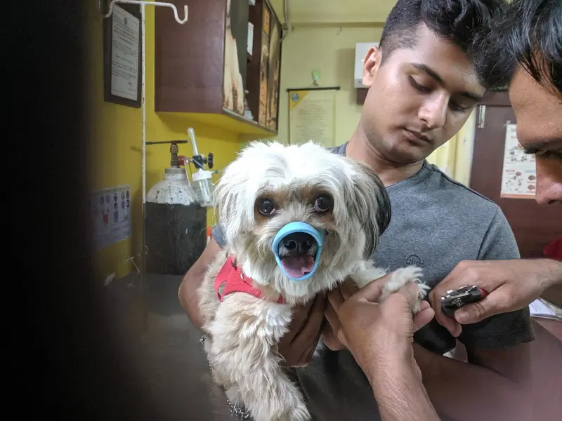 Dr Tina Giri's Vet Clinic, photo 4