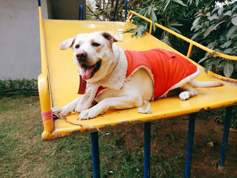 Dr Tina Giri's Vet Clinic, photo 5