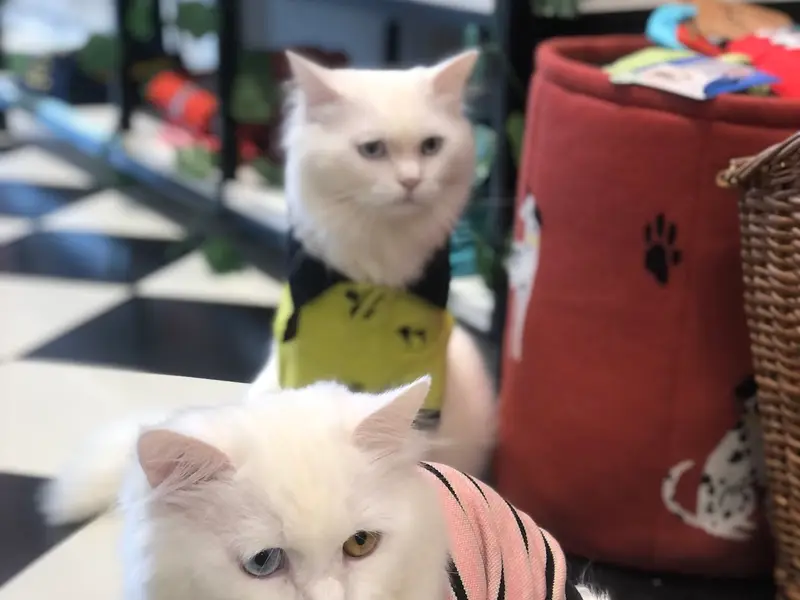 Heads Up For Tails Pet Store & Spa - Satellite Road, Ahmedabad, photo 3