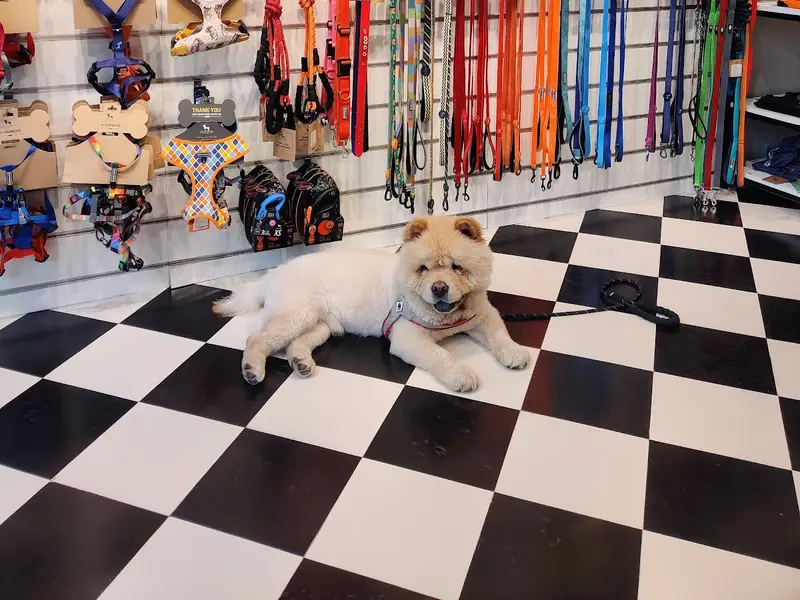 Heads Up For Tails Pet Store & Spa - Satellite Road, Ahmedabad, photo 4